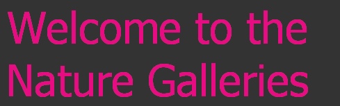 Welcome to the 
Nature Galleries
